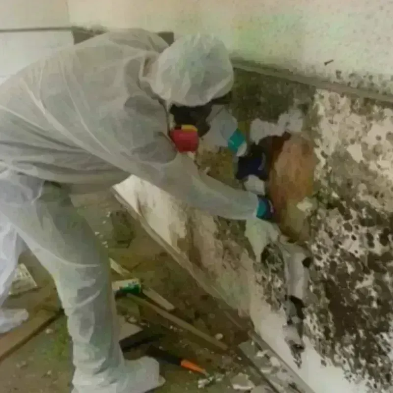 Mold Remediation and Removal in Horatio, AR